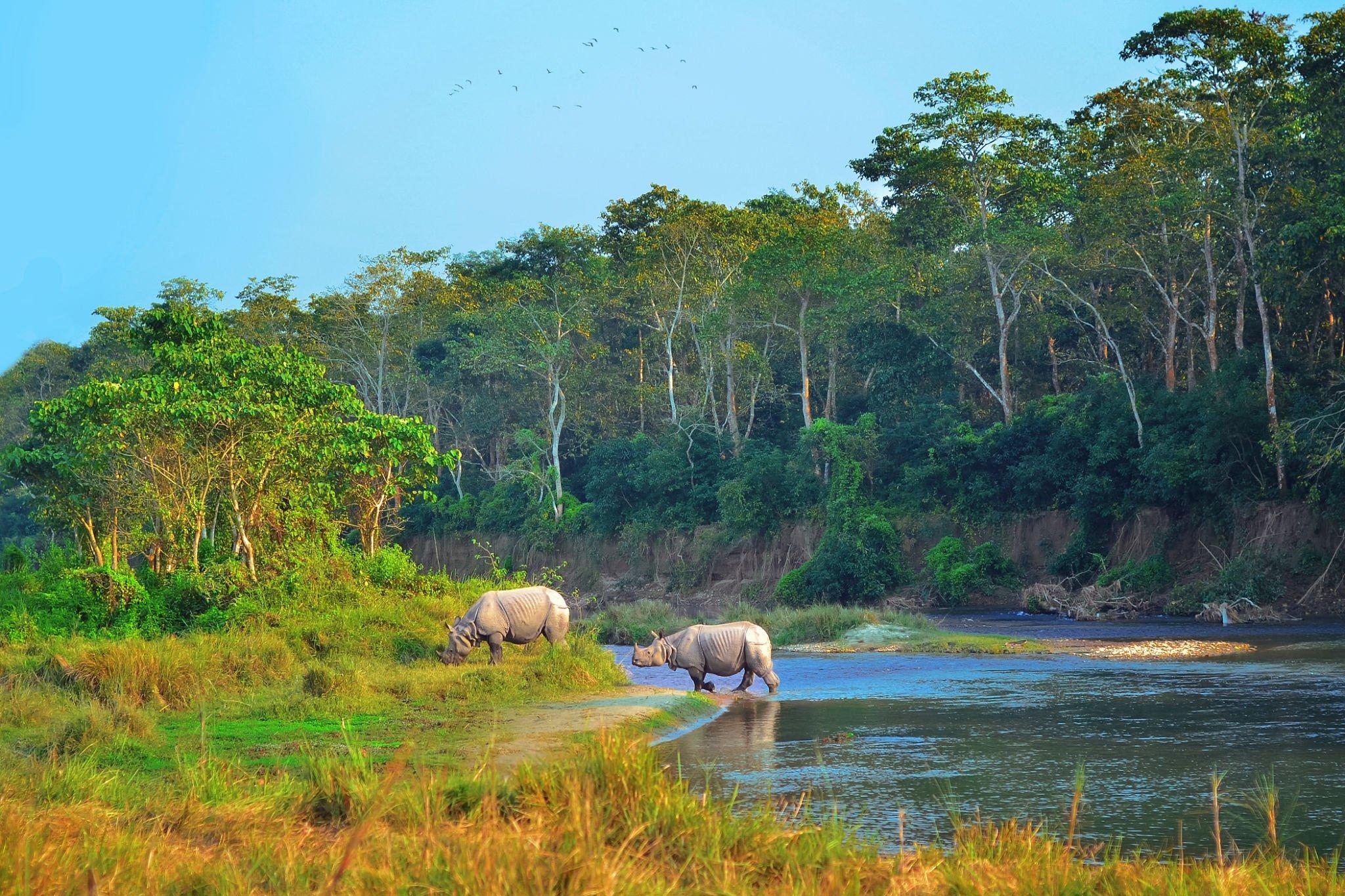 Nepal Wildlife & Jungle  Safari Tour