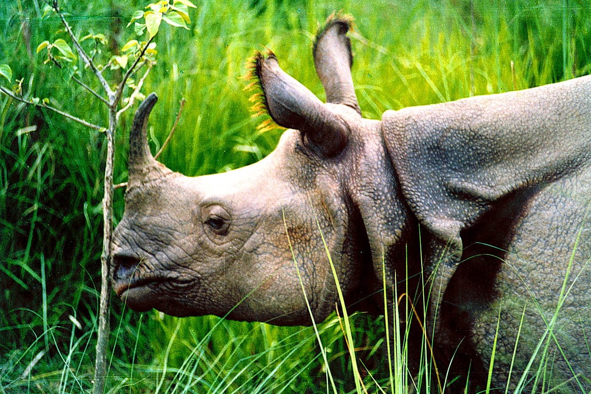 Nepal Wildlife & Jungle  Safari Tour
