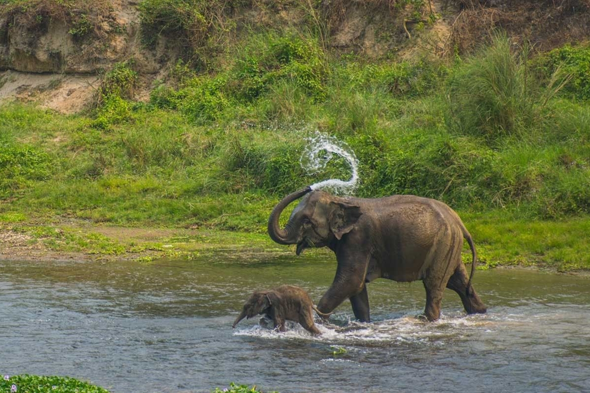 Nepal Wildlife & Jungle  Safari Tour
